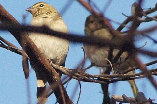 Tiaris olivaceus - Goldbrauen-Gimpelfink (Goldbraue)